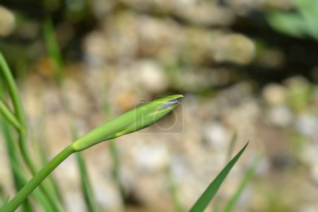 Sibirische Irisblüte - lateinischer Name - Iris sibirica