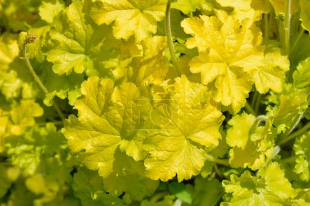 Coral Bells Electric Lime leaves - Latin name - Heuchera Electric Lime