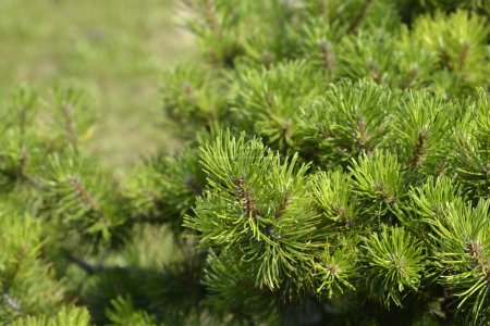Dwarf mountain pine branches - Latin name - Pinus mugo Mughus