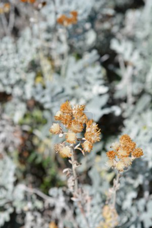 Têtes de graines d'armoise argentée - Nom latin - Jacobaea maritima