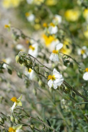 Photo for Common rockrose white flowers - Latin name - Helianthemum nummularium - Royalty Free Image