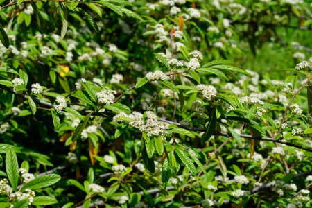 Feuilles de saule branches de cotoneaster avec des fleurs blanches - Nom latin - Cotoneaster salicifolius