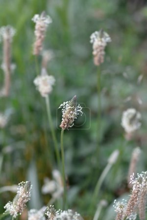 Ribwort Plantain flower - Latin name - Plantago lanceolata