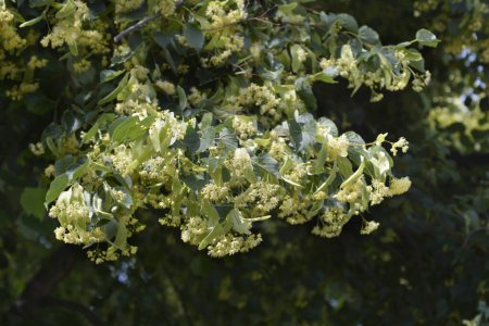 Kleinblättrige Lindenzweige mit Blüten - lateinischer Name - Tilia cordata