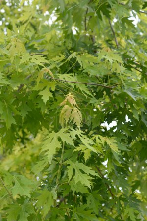 Ahornzweige mit Blättern - lateinischer Name - Acer saccharinum