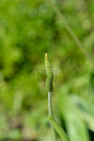 Hoary flor de plátano brote - Nombre latino - Plantago media subsp. medios de comunicación