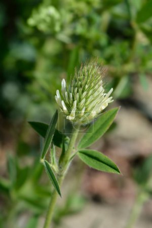 Hungarian clover white flower - Latin name - Trifolium pannonicum