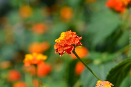 Shrub verbena orange and yellow flower - Latin name - Lantana camara