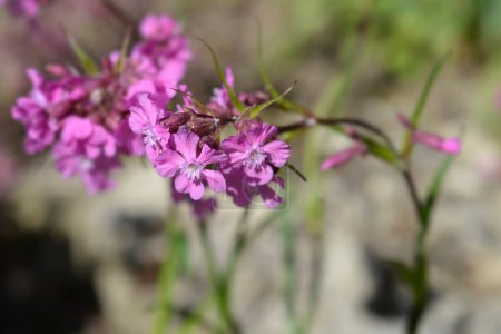 Sticky catchfly pink flowers - Latin name - Viscaria vulgaris