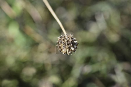 Riesiger Samen-Schädel - lateinischer Name - Cephalaria leucantha