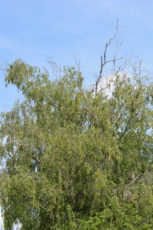 Common birch tree - Latin name - Betula pendula