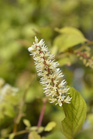 Virginia sweetspire flower - Latin name - Itea virginica Scentlove