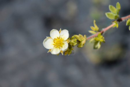 Shrubby Cinquefoil pale yellow flower - Latin name - Potentilla fruticosa Primrose Beauty