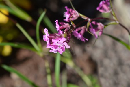 Klebrige rosafarbene Blüten - lateinischer Name - Viscaria vulgaris