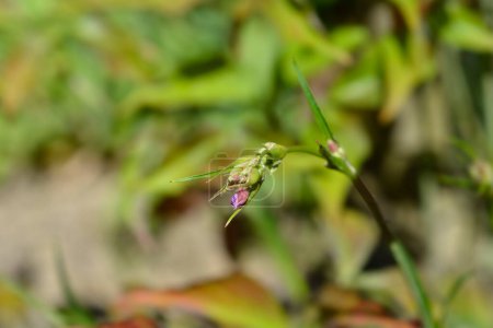 Sticky catchfly pink flower bud - Latin name - Viscaria vulgaris