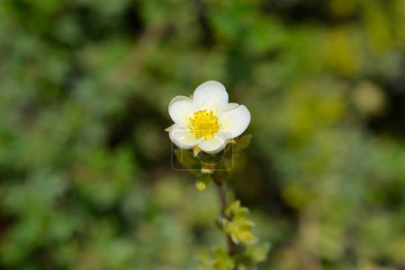 Flor amarilla pálida de Cinquefoil arbustivo - Nombre latino - Potentilla fruticosa Primrose Beauty