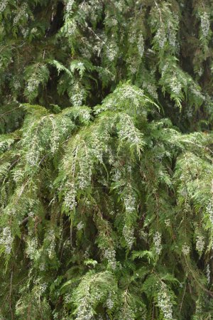 False cypress branches with fruit - Latin name - Chamaecyparis lawsoniana