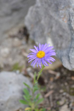 Alpine aster Dark Beauty flower - Latin name - Aster alpinus Dunkle Schoene