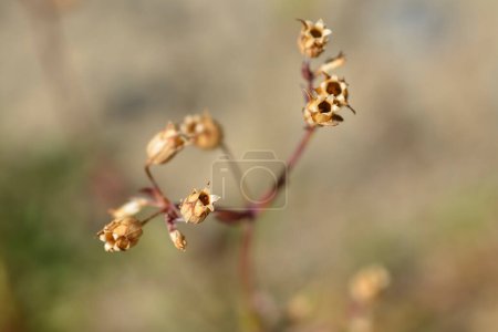 Vainas de semillas de petirrojo - Nombre latino - Lychnis flos-cuculi