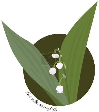 Ilustración de Lirio del valle flores y hojas