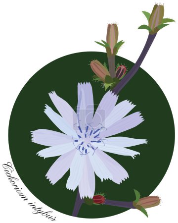 Illustration of Common cichory - latin name Cichorium intybus