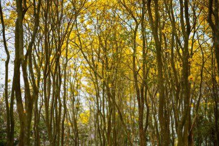 Téléchargez les photos : Les bois au printemps - en image libre de droit