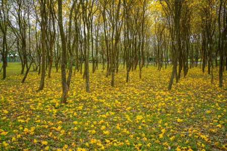 Téléchargez les photos : Les bois au printemps - en image libre de droit