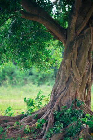 Photo for A very large banyan tree, natural background - Royalty Free Image