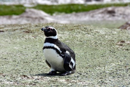 Téléchargez les photos : Pingouin de Magellan à Volunteer Point, îles Malouines. - en image libre de droit