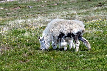 Foto de Madre cabra de montaña derramando su abrigo de invierno mientras disfruta de la hierba verde con su hijo. - Imagen libre de derechos