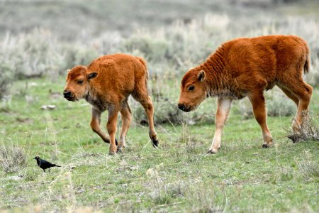 Téléchargez les photos : Deux jeunes bisons suivant un merle noir - en image libre de droit