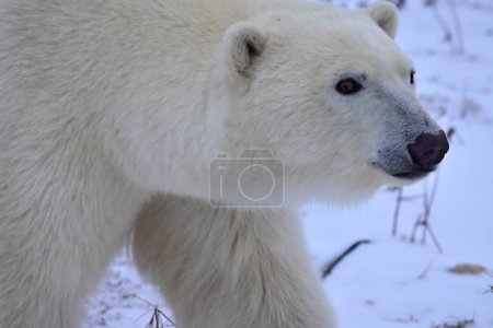 Téléchargez les photos : Gros plan d'un ours polaire
. - en image libre de droit