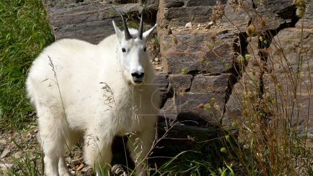 Téléchargez les photos : Portrait d'une chèvre de montagne. - en image libre de droit