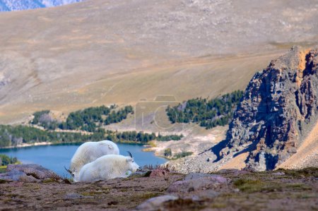 Téléchargez les photos : Deux chèvres de montagne sur la route de Beartooth. - en image libre de droit