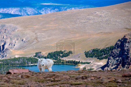 Foto de Retrato de una cabra de montaña en la autopista Beartooth. - Imagen libre de derechos