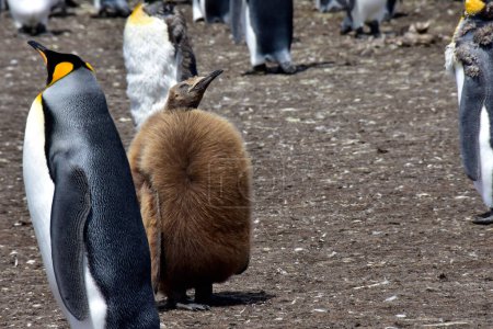 Ein junges Küken und ein junges Häutungstier in einer Königspinguin-Kolonie am Volunteer Point, Falklandinseln.