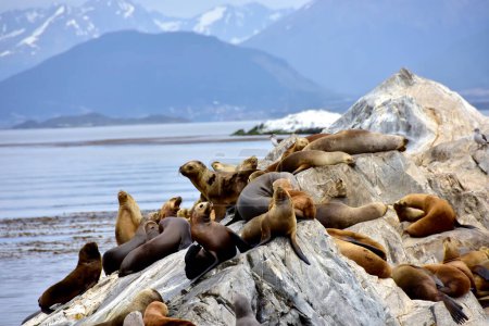 Foto de Una colonia de leones marinos en el Canal de Beagle, Argentina. - Imagen libre de derechos
