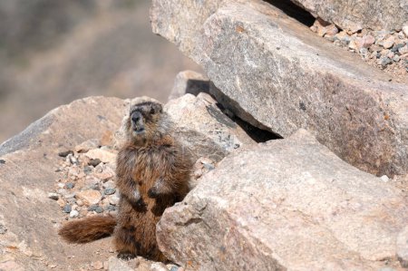 Téléchargez les photos : Une garde de Marmot sur la route de Beartooth près de Red Lodge, Montana. - en image libre de droit