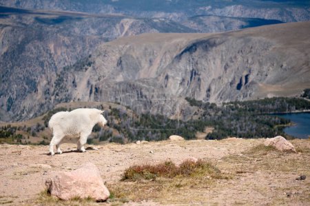 Téléchargez les photos : Une chèvre de montagne profitant de la vue sur l'autoroute Beartooth. - en image libre de droit