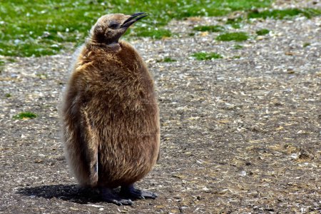 Téléchargez les photos : Gros plan d'un jeune pingouin de Magellan sur l'île de la Madeleine, Chili. - en image libre de droit