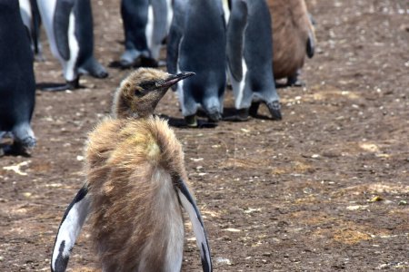Photo for A young King Penguin in his molting stage at the Falkland Islands. - Royalty Free Image