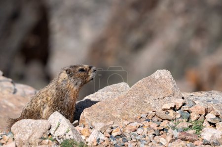 Profile of a Marmot on the Beartooth Highway, northeast of Yellowstone National Park.