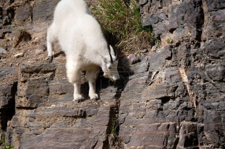 Foto de Cabra de montaña descendiendo con una precaria bodega en el lado del acantilado. - Imagen libre de derechos