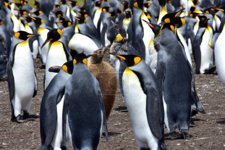 A young king penguin standing with his colony on the Falkland Islands.