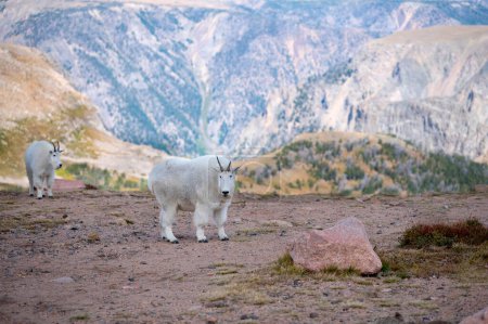 Two Mountain Goats on a hillside near the Beartooth Highway, Montana.