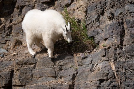 A mountain goat descending a rock face in Spearfish Canyon, South Dakota.