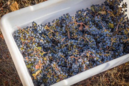 Foto de Bushels de uva en cajas durante la cosecha del viñedo. - Imagen libre de derechos