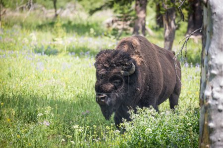 Photo for Wild Bison Roaming the Plains and Trees. - Royalty Free Image