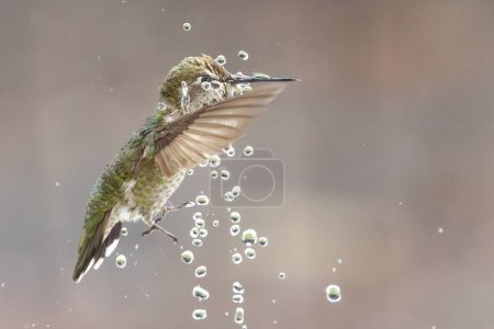 Photo for Beautiful Immature Male Anna's Hummingbird Enjoying The Water Fountain - Royalty Free Image