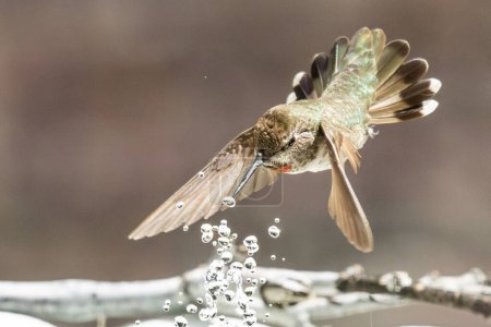 Photo for Beautiful Immature Male Anna's Hummingbird Enjoying The Water Fountain - Royalty Free Image